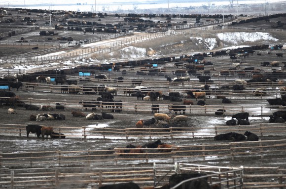 Cows in a feeding pen