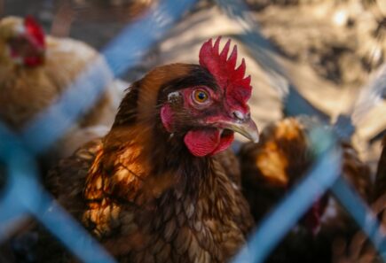 Close-up of rooster