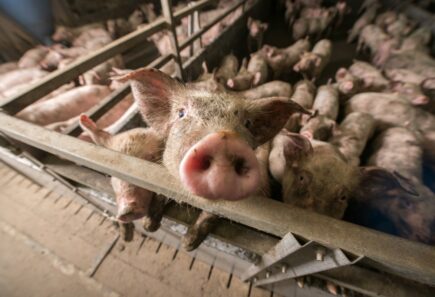 Pigs in pen