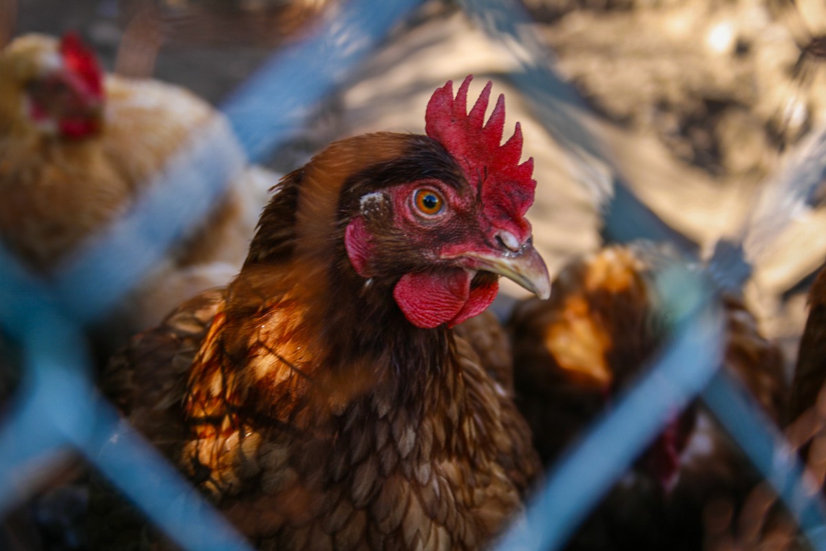 Tyson makes second clean meat investment 1 Close up of rooster