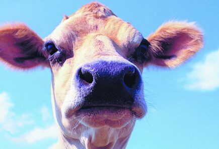 Cow looking at camera with sky in background
