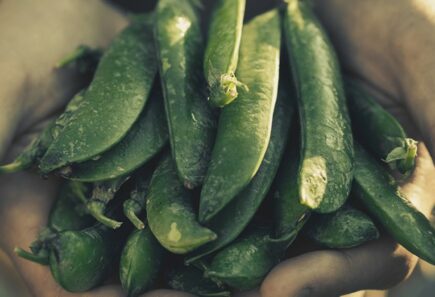 Hands holding peas