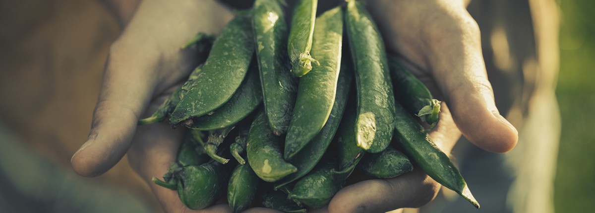 From animal agriculture to the plant-based economy 1 Hands holding peas