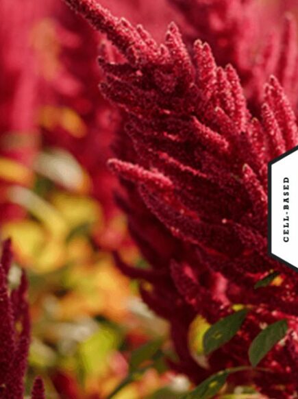 Characterizing quinoa protein 14 Research grants banner