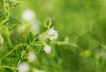 Hexagon blurs over plants