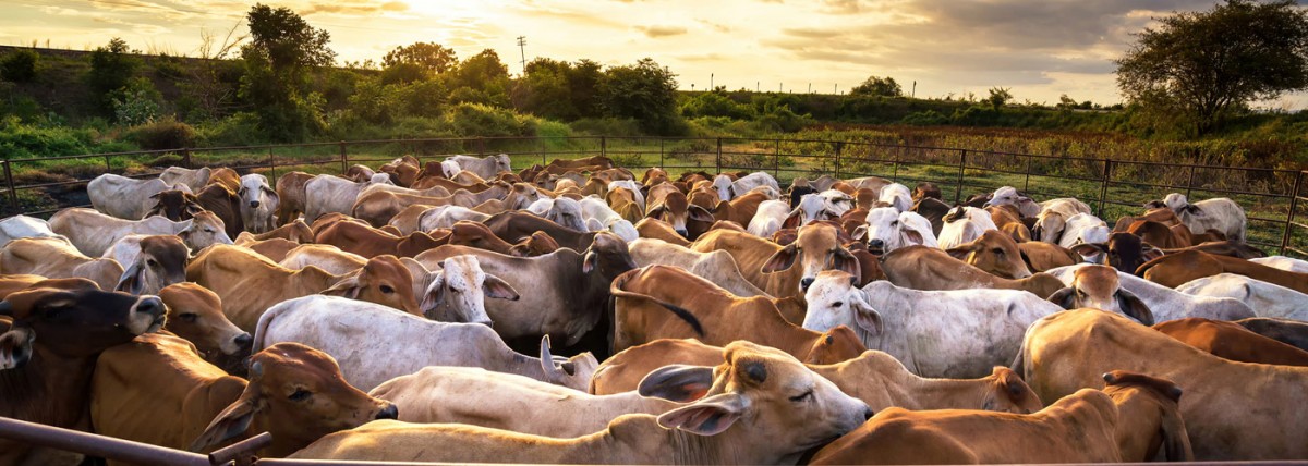 Rethinkx predicts transformation of meat industry within decades 1 Cows