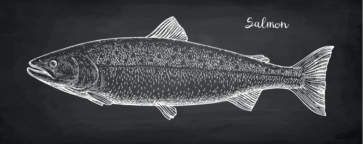 Salmon diagram