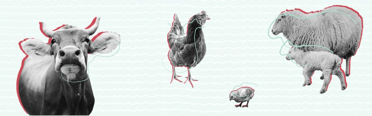 Gfi brazil partners with federal university of paraná to create first cultivated meat course 1 Cow, chicken, chick, and sheep