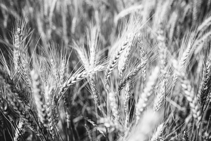 Wsj global food forum 1 Wheat in black and white