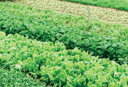 field of vegetables