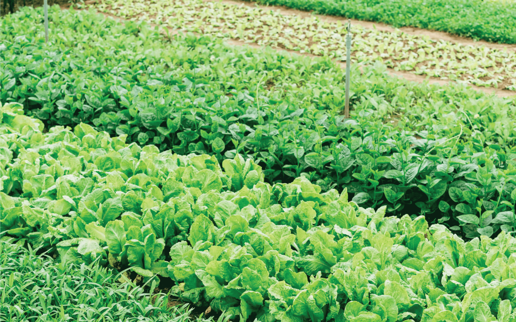 Free from virtual summit 1 Field of vegetables