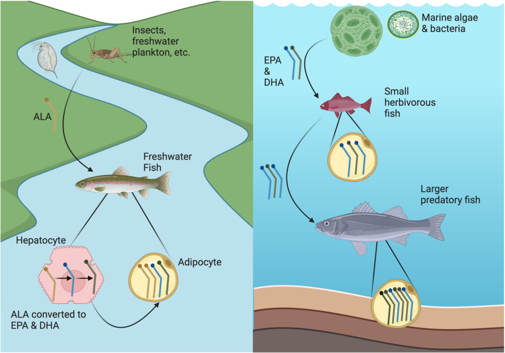 Comparison of how fish obtain omega-3 fatty acids in freshwater and saltwater environments. Freshwater fish obtain ala from insects, freshwater plankton, and other sources. Hepatocytes in the fish's liver convert some of this ala into epa and then dha. As a result, the adipocytes in such fish generally contain a mix of ala, epa, and dha. Small herbivorous fish in saltwater environments obtain epa and dha directly from marine algae and bacteria, and these fish are in turn eaten by larger predatory fish. Saltwater fish, especially those higher on the food chain, tend to have high levels of epa and dha in their fat tissues.