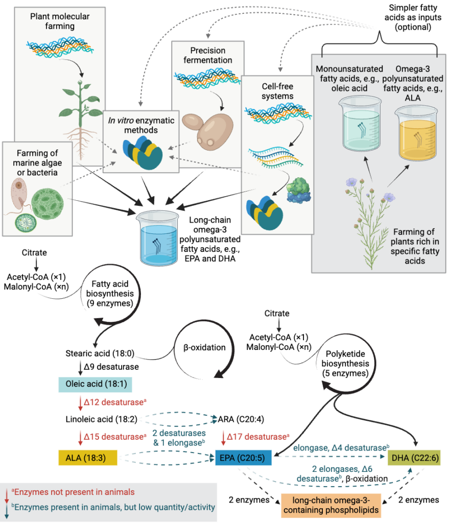 Novel methods for long-chain omega-3 fatty acid production 3 Top: diagram illustrating the various options for producing epa and dha from non-animal sources. Farming of marine algae or bacteria, plant molecular farming, precision fermentation, and cell-free systems can be used to produce epa and dha directly, or can be used to produce enzymes used in a separate in vitro synthesis step. Simpler fatty acids such as oleic acid or ala can also serve as inputs for precision fermentation, cell-free systems, or in vitro enzymatic methods. Bottom: simplified biosynthetic pathway, highlighting enzymes that are absent (or present in low quantities only) in animal species. Animals cannot produce ala or other omega-3 fatty acids from non-omega-3 intermediates. They can convert ala to epa and dha in only very limited quantities.