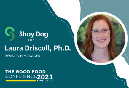 Stray Dog Institute