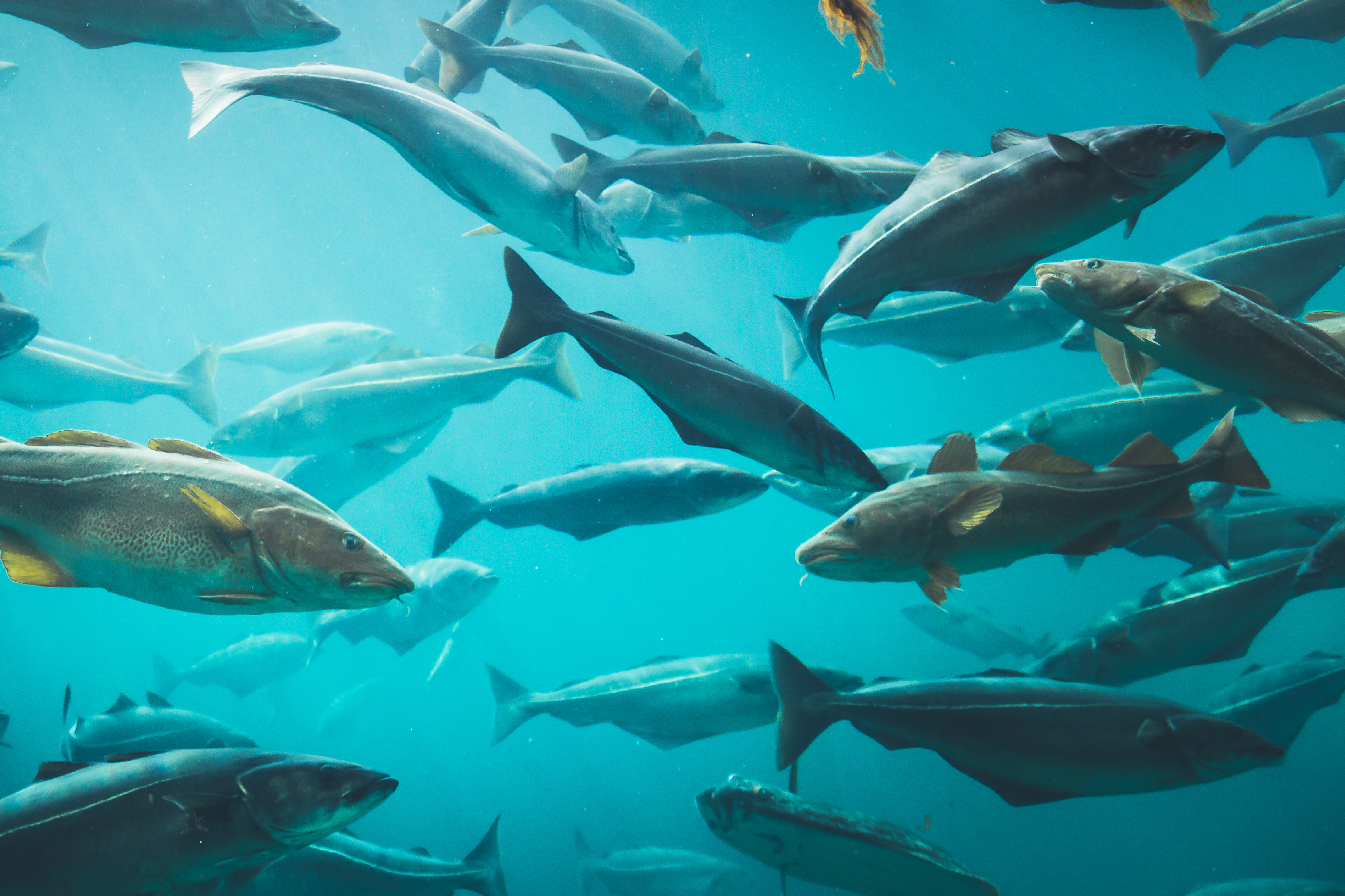 school of fish