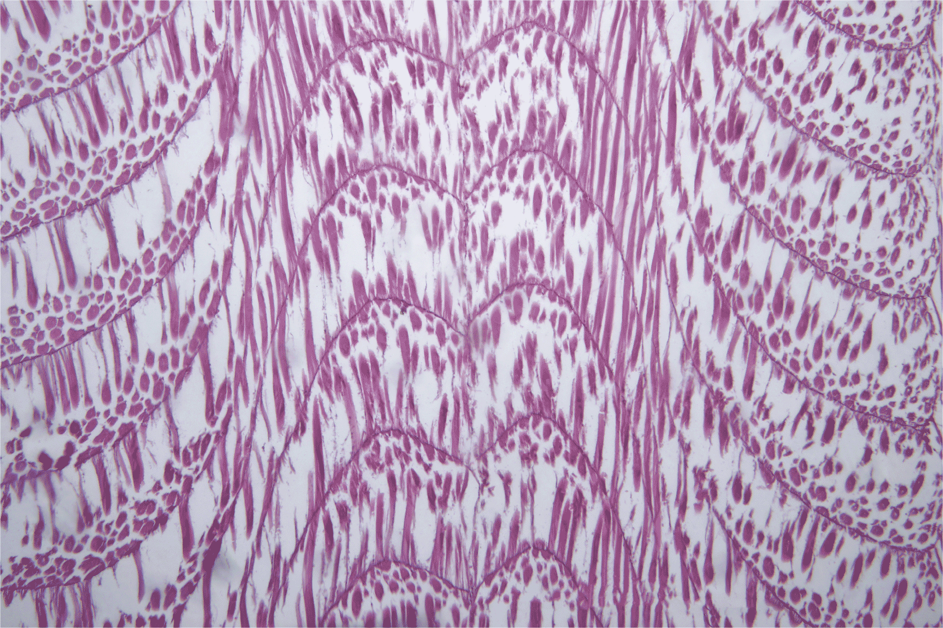 Characterization of cultivated mackerel muscle cells 1 Fish muscle cells as seen through microscope