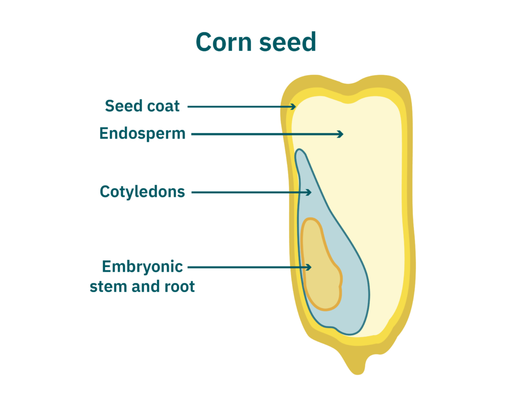 Deep dive: plant-based meat ingredient optimization 3 Monocot seed structure