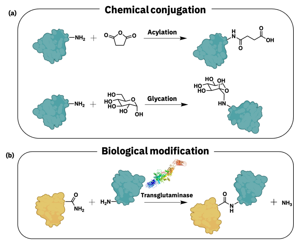 Deep dive: plant-based meat ingredient optimization 5 Examples of acylation and glycation conjugation reactions