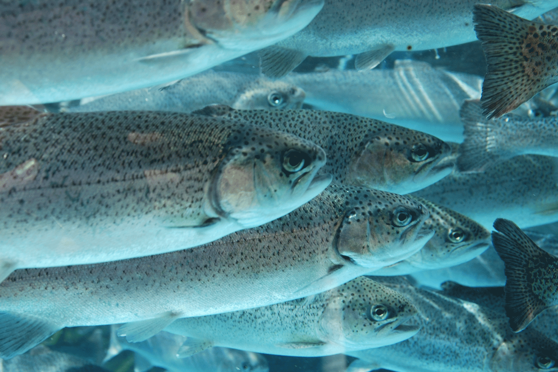 school of finfish
