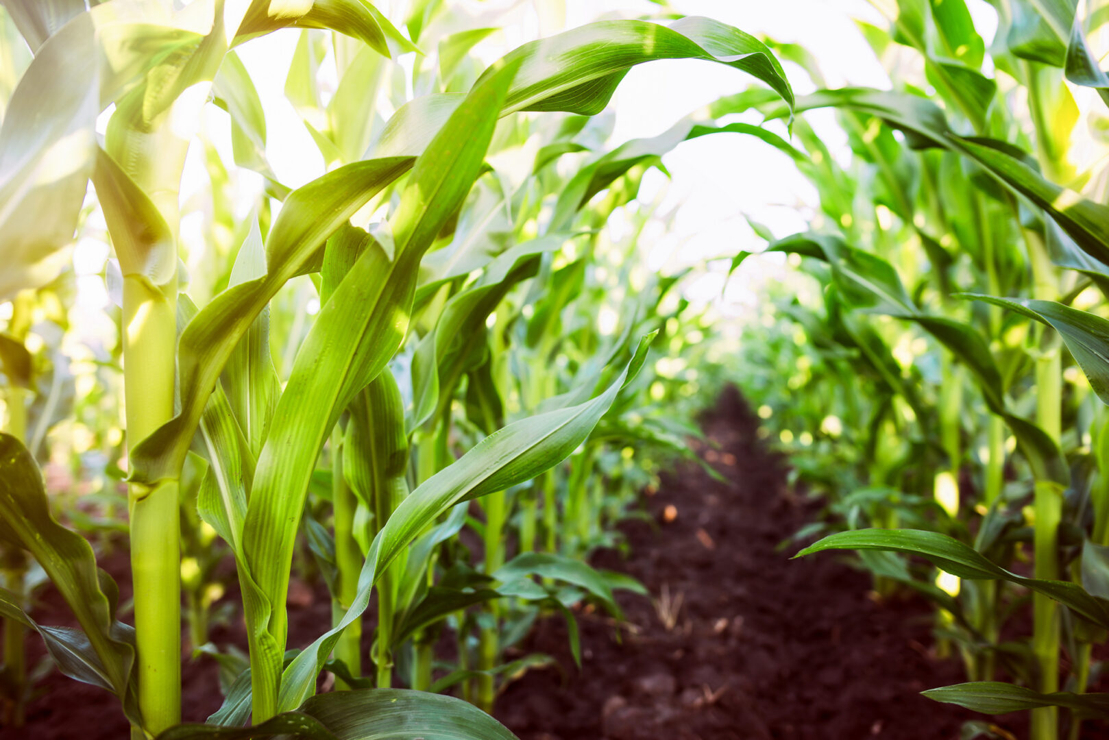 Agriculture is at a climate crossroads. Alternative proteins are a global solution. 1 Closeup on field of corn