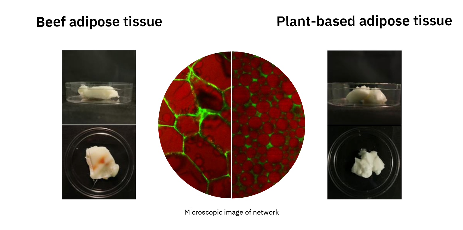 Research on animal-free fats presents un-fat-homable possibilities for meat alternatives 5 Microscopic image of network of beef adipose tissue vs plant-based adipose tissue