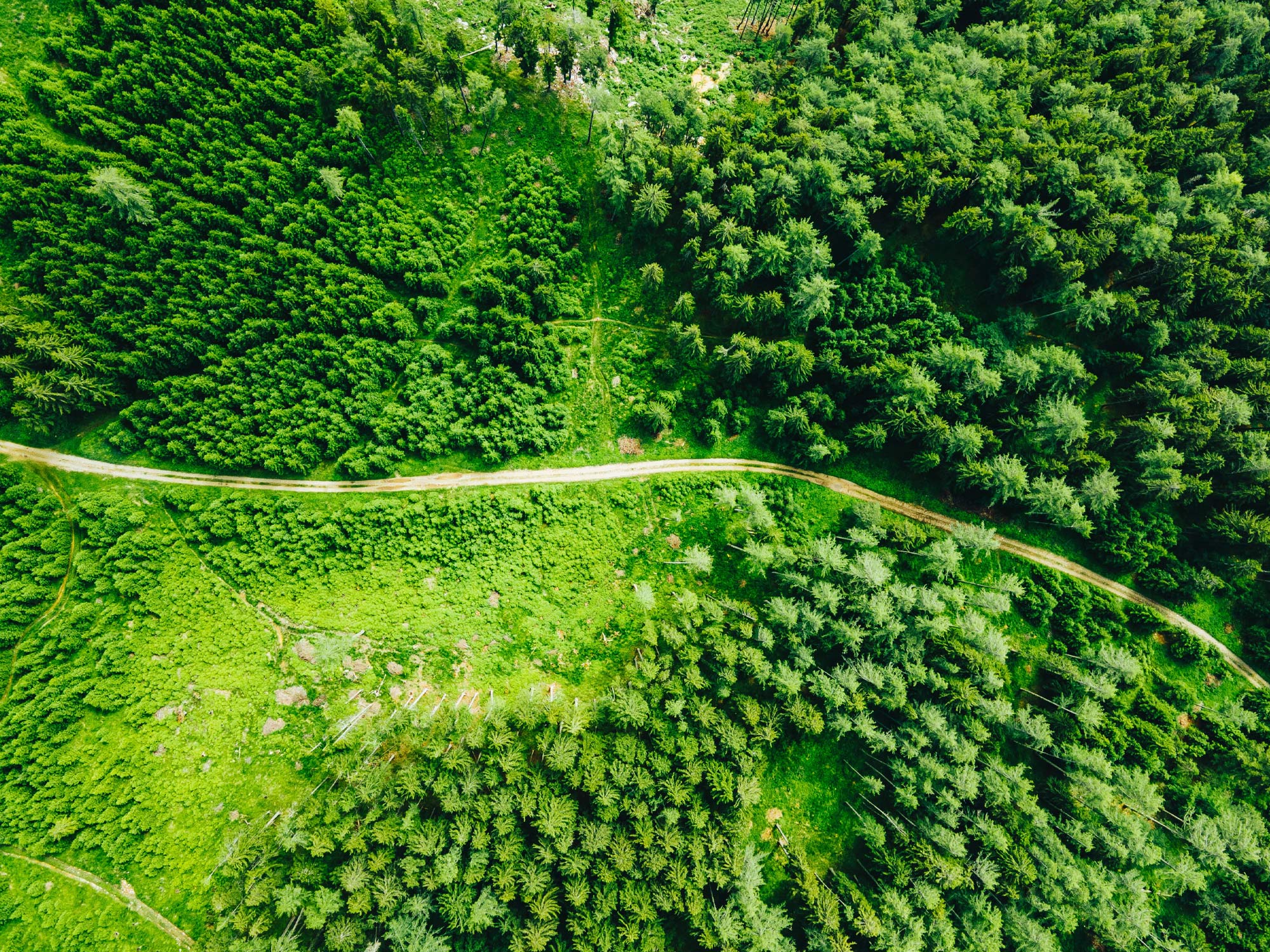 Environmental benefits of alternative proteins 1 Aerial photo of lush green forest