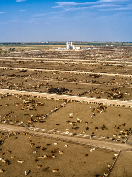 Environmental benefits of alternative proteins 18 Photo of cow farms