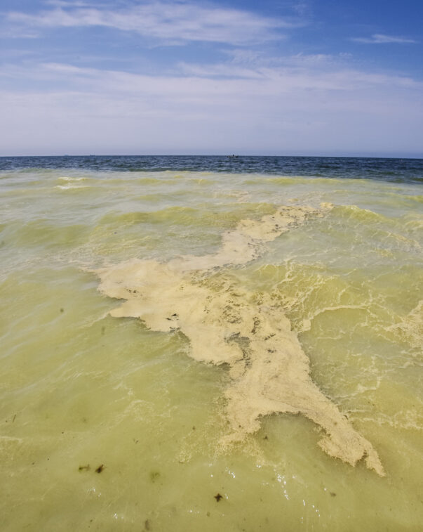 Environmental benefits of alternative proteins 12 Photo showing polluted ocean