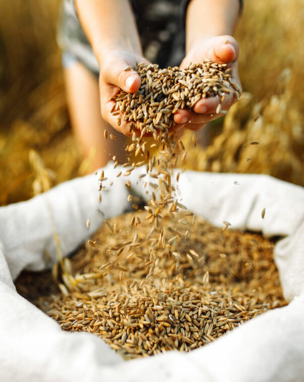 Environmental benefits of alternative proteins 22 A photo of hands holding rice grains