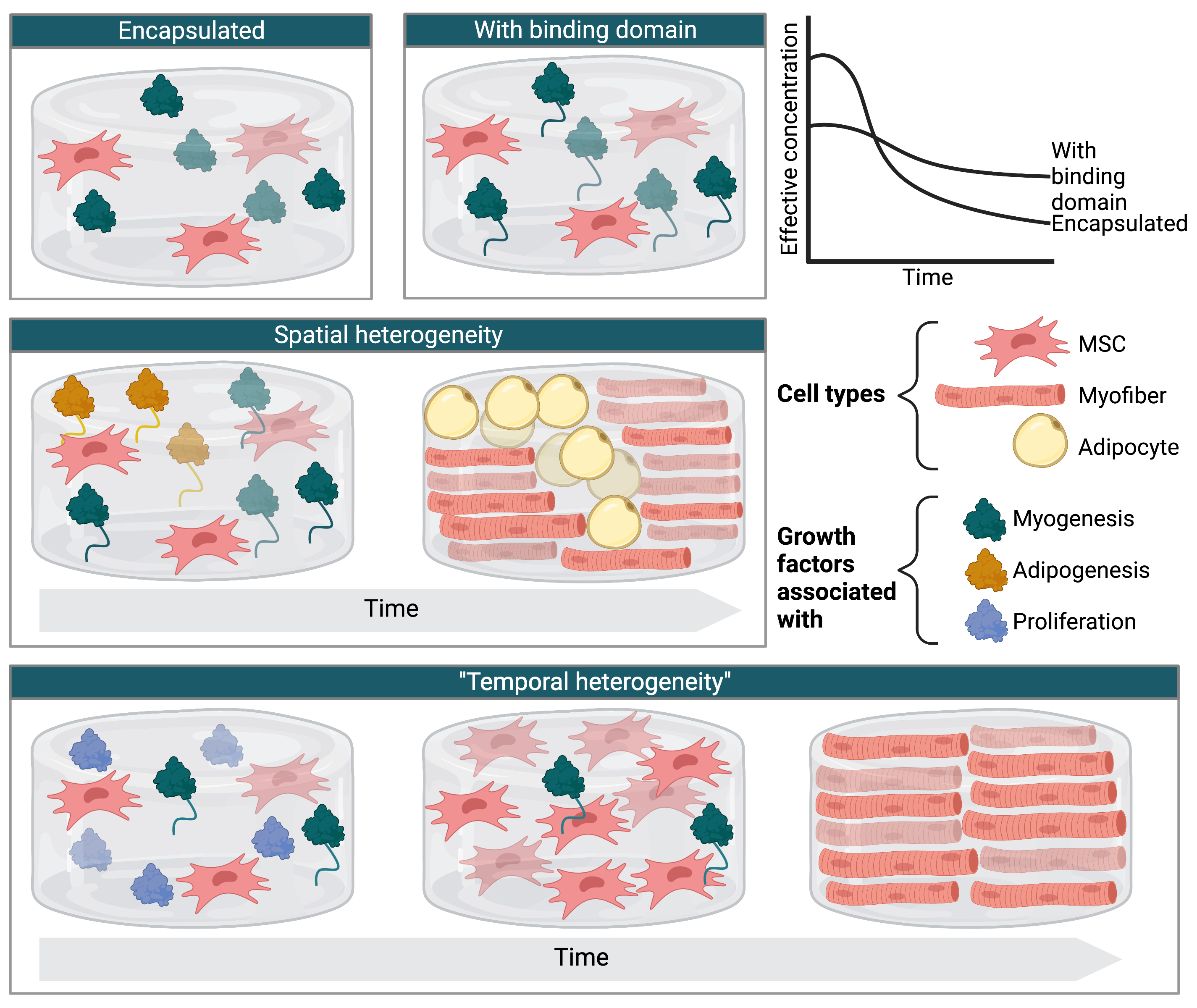 Incorporating growth factors into scaffolds to reduce costs and introduce spatial heterogeneity 3 Illustrated images of hydrogel scaffolds containing gfs and cells. A graph shows the expected relationship between time and effective gf concentration when the gf is simply encapsulated (high peak early on followed by a rapid decline) versus anchored with a binding domain (lower initial peak but slower decline).