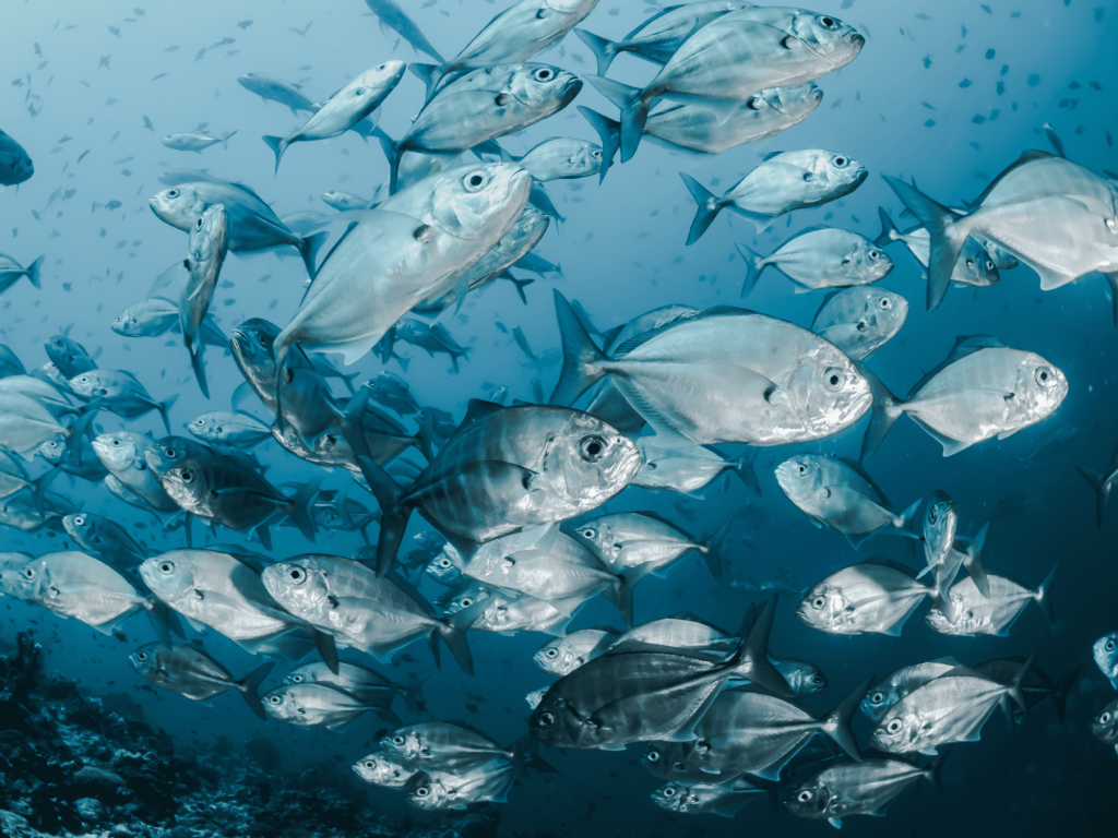 The top climate moments of this year and what they mean for alternative proteins 6 A school of fish in the ocean
