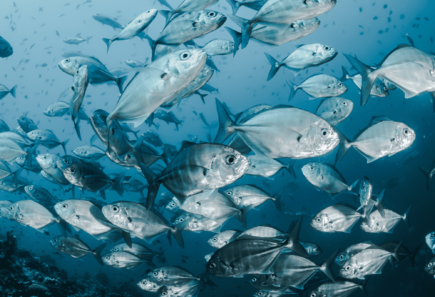 A school of fish in the ocean