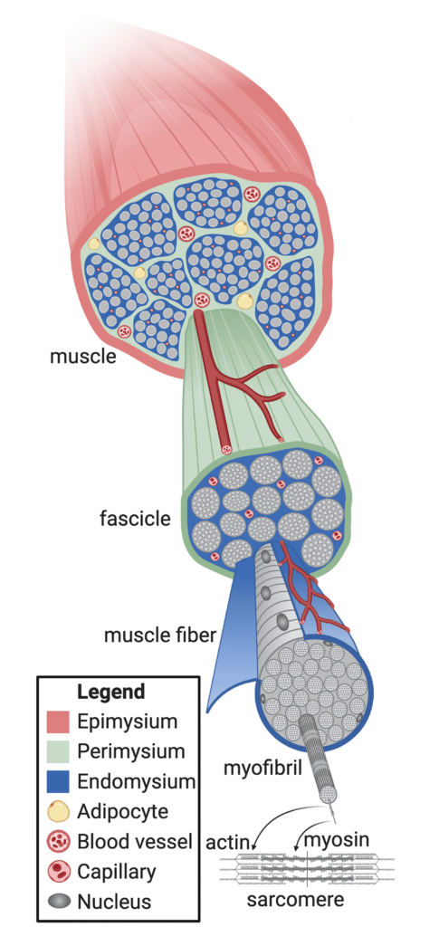 A diagram of the general structure of a vertebrate muscle.