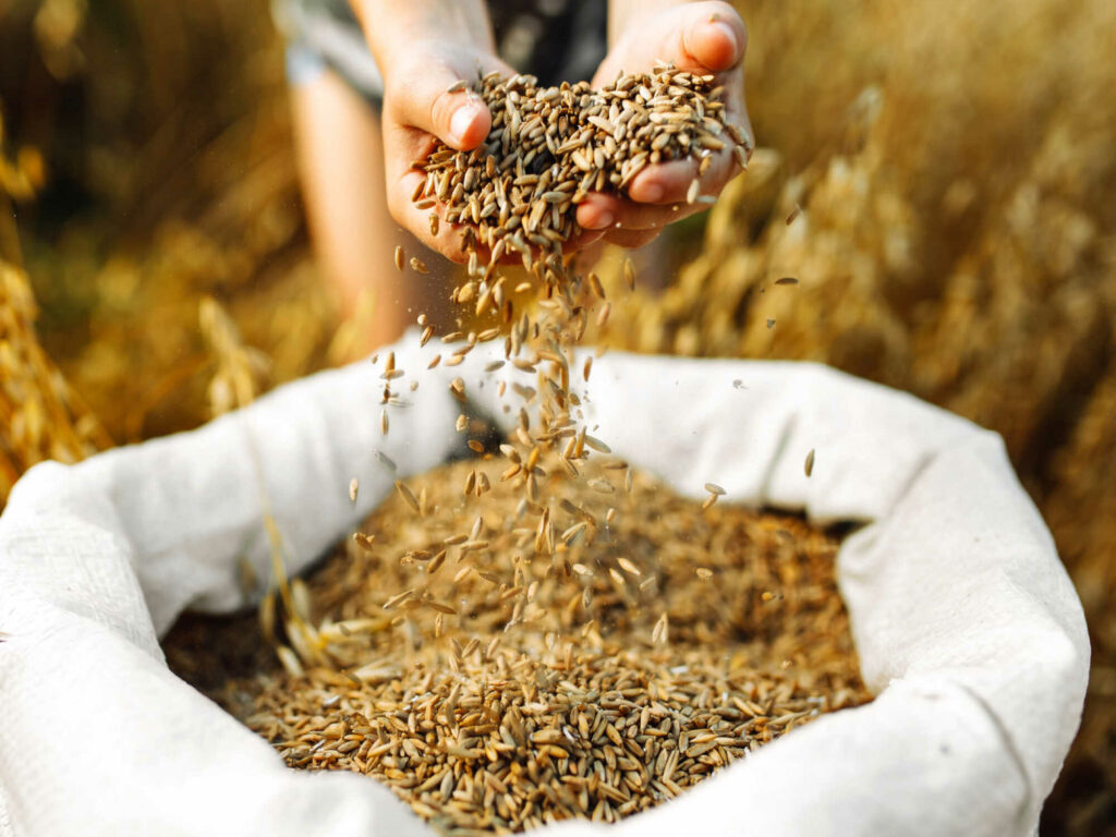 The top climate moments of this year and what they mean for alternative proteins 8 A handful of rice grains falling through fingers into an bag in a crop field