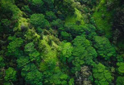An aerial view of a forest