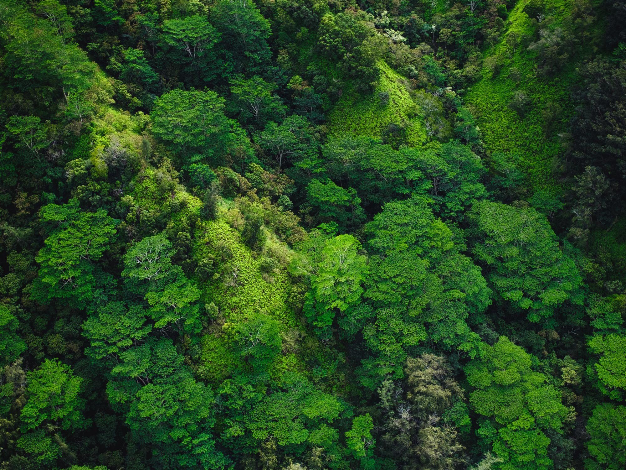 An aerial view of a forest
