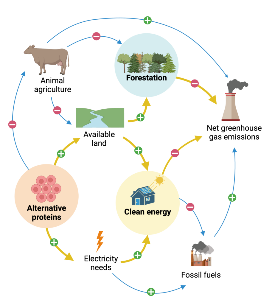 A causal loop diagram illustrating how cultivated meat interacts with other climate solutions: classical animal agriculture leads to deforestation, lower land availability, and greenhouse emissions. Cultivated meat reduces animal agriculture and frees up land, which can be used for reforestation, clean energy production, or other climate solutions. Clean energy reduces fossil fuel production, which directly reduces emissions and, in the process, reduces cultivated meat emissions that had been derived from electricity and utility requirements.