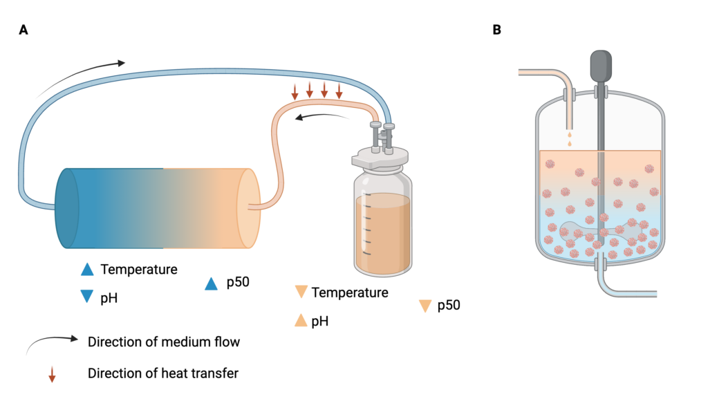 A) diagram of a cylindrical hollow fiber bioreactor with its inlets and outlets connected by tubing to a media tank or recycling unit, represented by a bottle. The media in the bottle is orange, indicating high o2 saturation, and the bioreactor is orange near the inlet, fading into blue near the outlet, indicating a gradual reduction in o2 saturation. Red arrows indicate the transfer of heat from the outlet tubing to the inlet tubing. B) diagram of a stirred tank bioreactor with high o2 saturation (orange) near the top of the tank and lower saturation (blue) near the bottom. Microcarrier-laden beads are partially suspended.