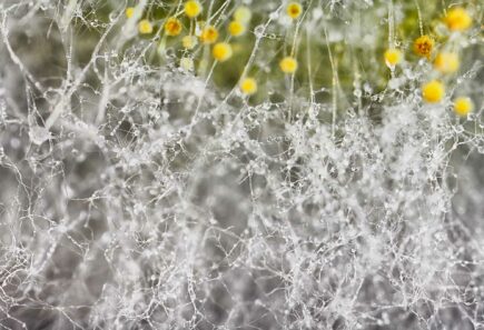 A close up image of filamentous fungi