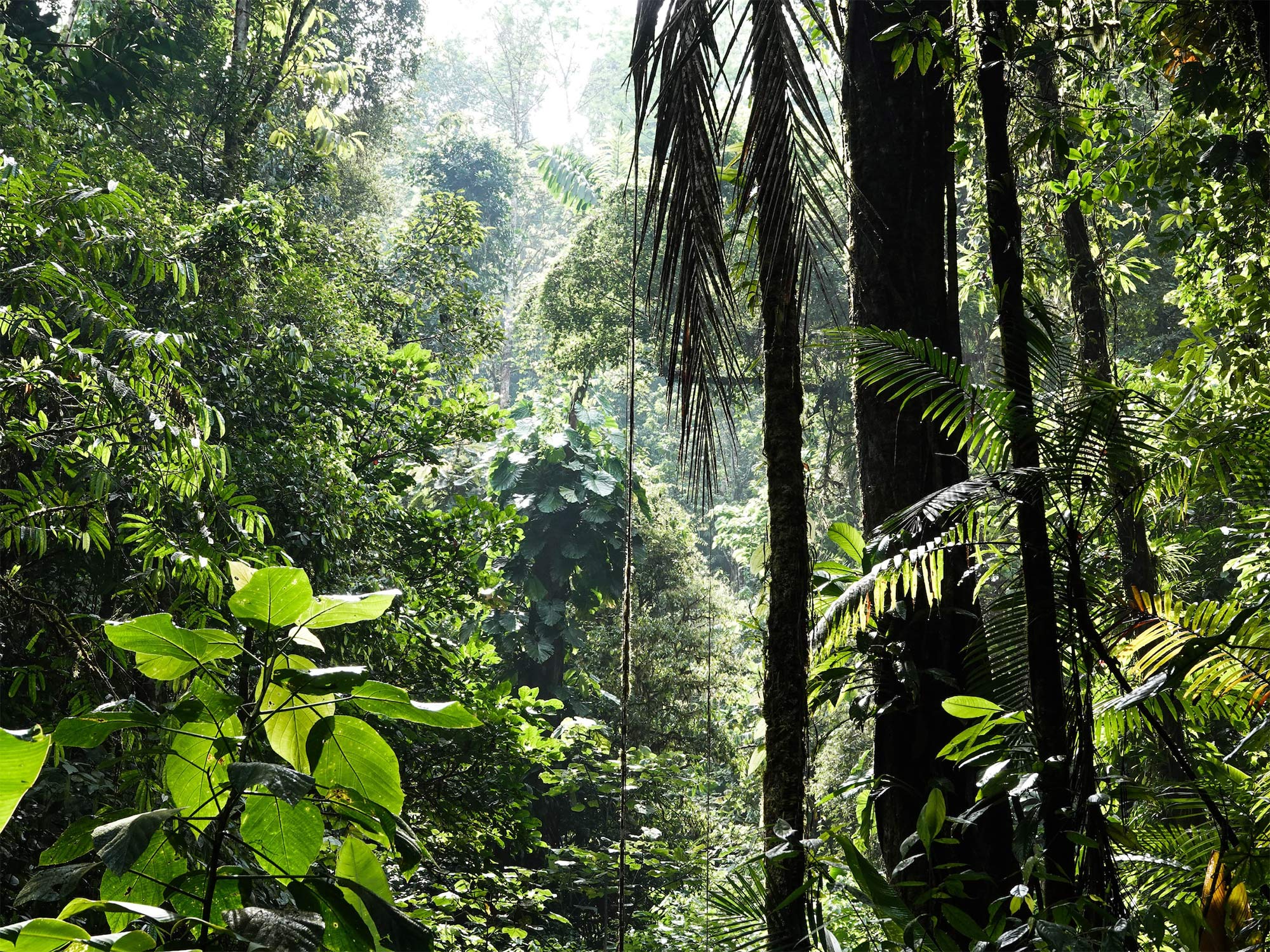 An image of a rainforest